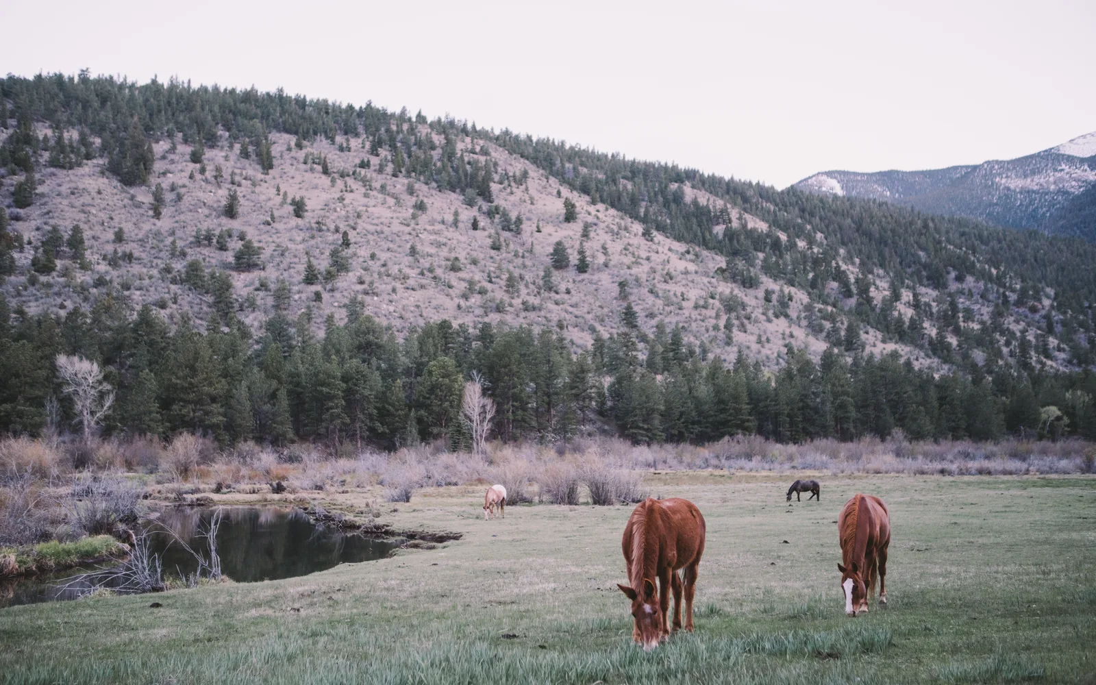 Horses grazing peacefully in a pasture on a sunny day